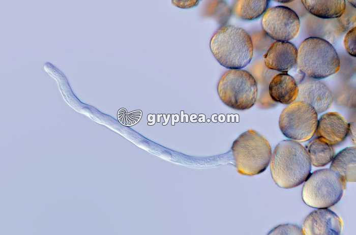 Pollen de Merisier  - Germination et formation du tube pollinique x100 - gryphea.com